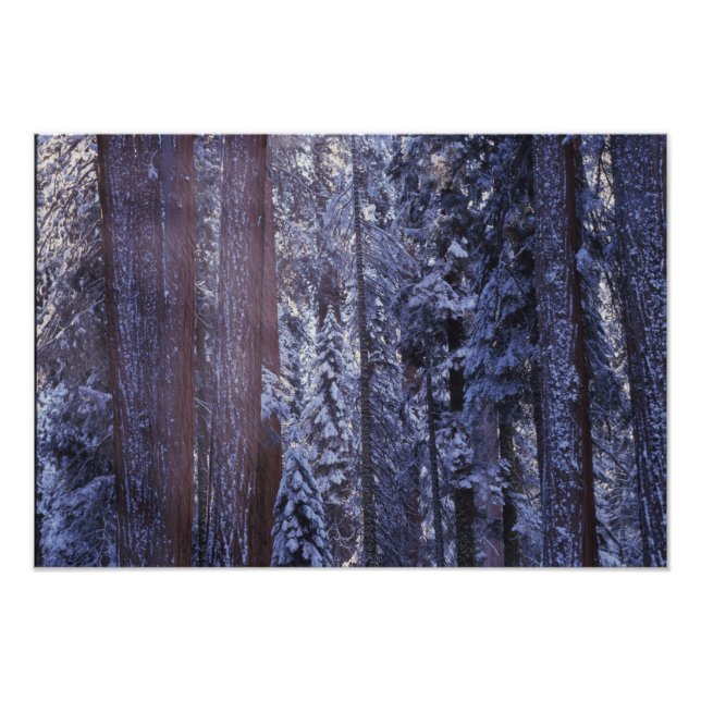 NA, USA, California. Sequoia National Park. 2 Photo Print (Front)