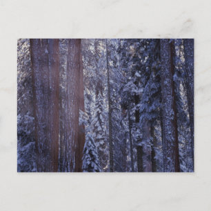 NA, USA, California. Sequoia National Park. 2 Postcard
