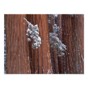 NA, USA, California. Sequoia National Park. Photo Print
