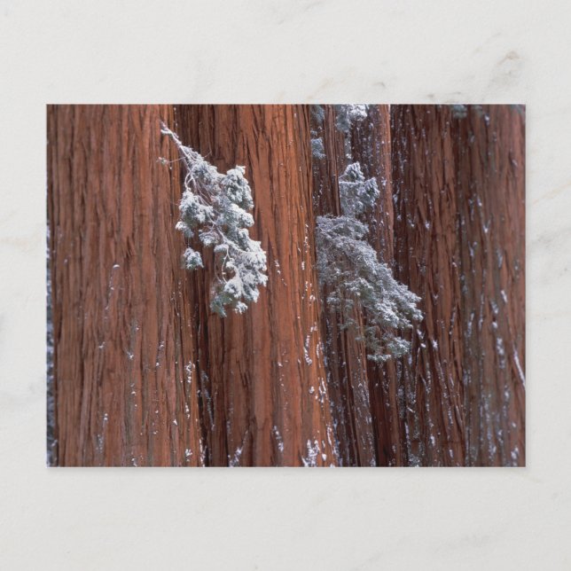 NA, USA, California. Sequoia National Park. Postcard (Front)