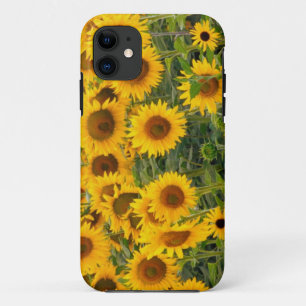 Na, USA, Colorado, Sunflowers iPhone 11 Case