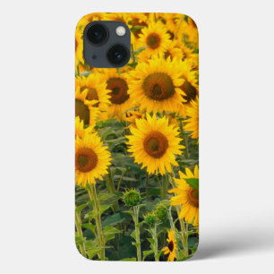 Na, USA, Colorado, Sunflowers iPhone 13 Case