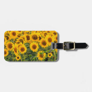 Na, USA, Colorado, Sunflowers Luggage Tag