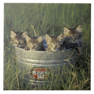 NA, USA, Florida, rural Florida. Eight-week-old Tile