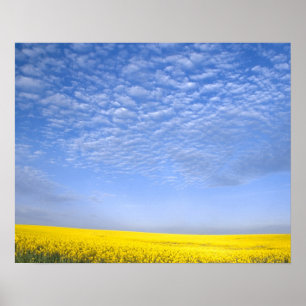 Na, USA, ID, Grangeville, Field of Canola Crop Poster