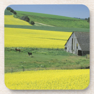 NA, USA, Idaho, near Potlatch, Canola and old Coaster