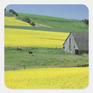 NA, USA, Idaho, near Potlatch, Canola and old Square Sticker