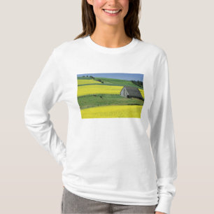 NA, USA, Idaho, near Potlatch, Canola and old T-Shirt