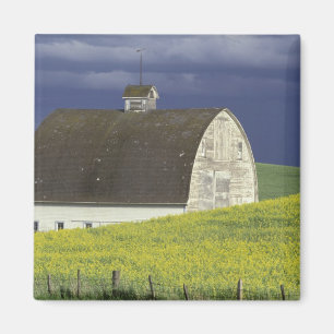 NA, USA, Idaho, south of Genesse, Canola field Magnet