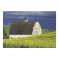 NA, USA, Idaho, south of Genesse, Canola field