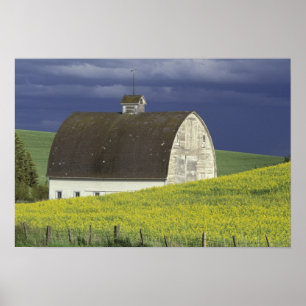 NA, USA, Idaho, south of Genesse, Canola field Poster