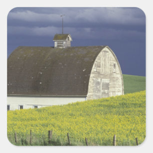NA, USA, Idaho, south of Genesse, Canola field Square Sticker
