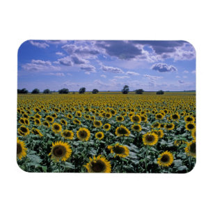 NA, USA, Kansas, Sunflower crop Magnet