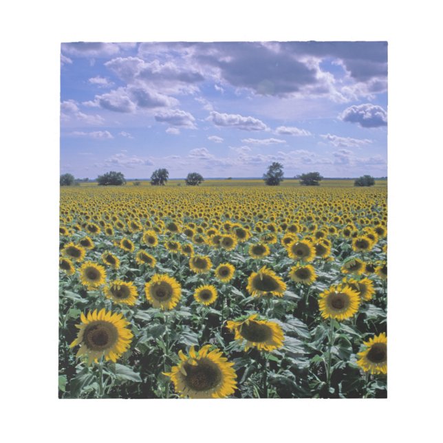 NA, USA, Kansas, Sunflower crop Notepad (Front)