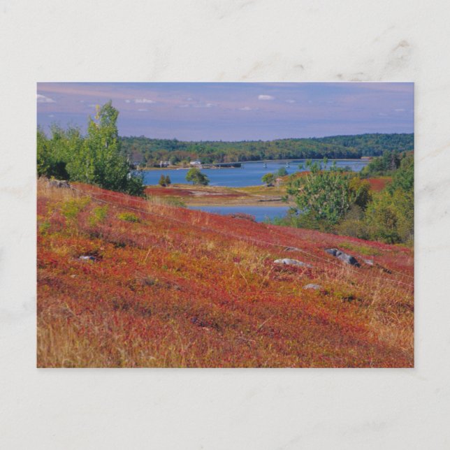 NA, USA, Maine. Blueberry Barrens. Postcard (Front)