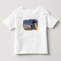 NA, USA, Massachusetts, Nantucket Island, 3
