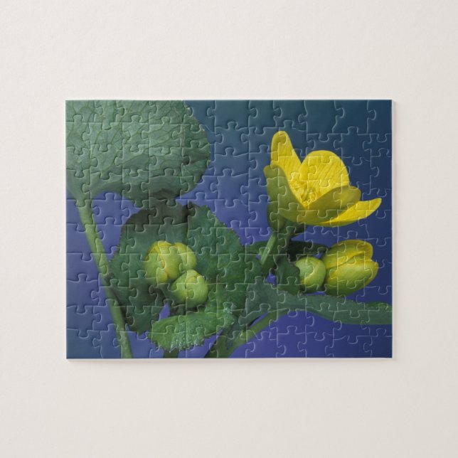 NA, USA, Michigan, Rochester Hills. Marsh Jigsaw Puzzle (Horizontal)