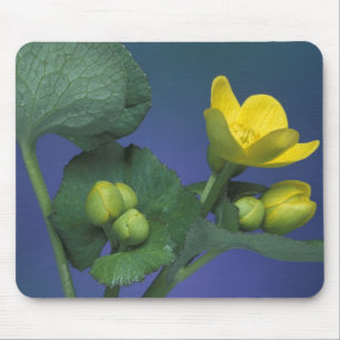 NA, USA, Michigan, Rochester Hills. Marsh Mouse Pad