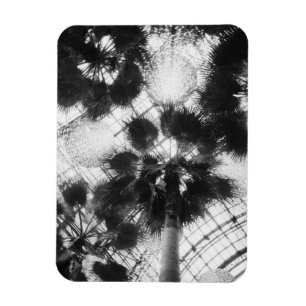 NA, USA, New York, New York City. Palm trees in Magnet