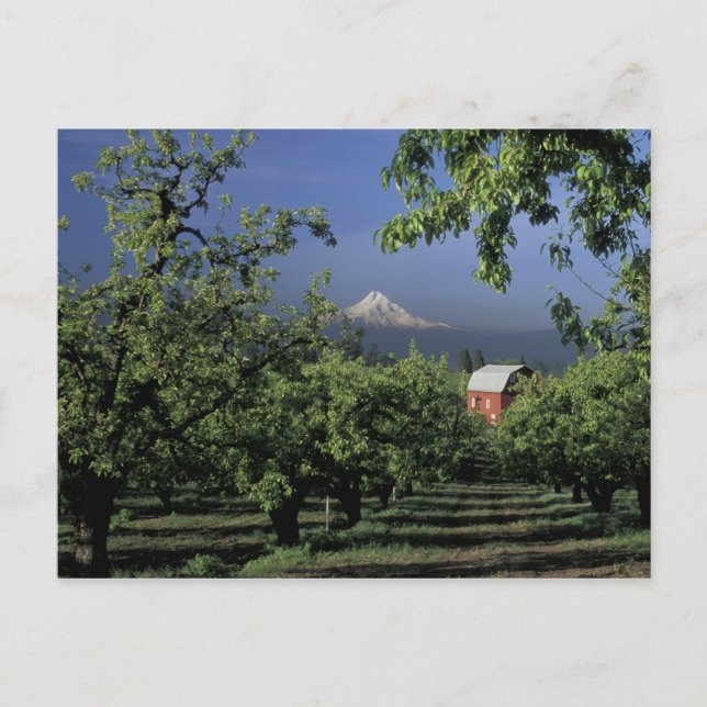 NA, USA, Oregon, near Hood River Mt. Hood with Postcard (Front)