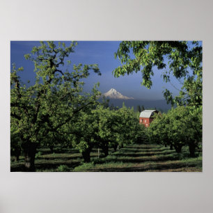 NA, USA, Oregon, near Hood River Mt. Hood with Poster
