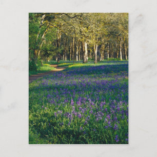 NA, USA, Oregon, Salem. Field of camas and 3 Postcard
