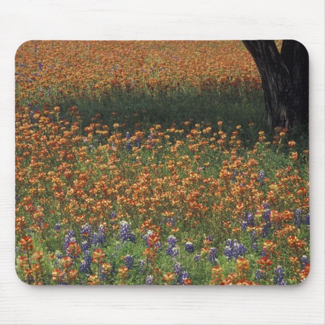 NA, USA, Texas, Hill Country, Paint brush and Mouse Pad (Front)