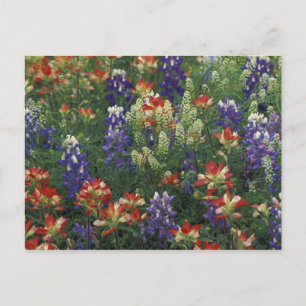 NA, USA, Texas, near Marble Falls, Paint brush Postcard