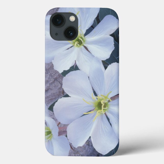 NA, USA, Utah, Arches NP, Evening primrose Case-Mate iPhone Case (Back)