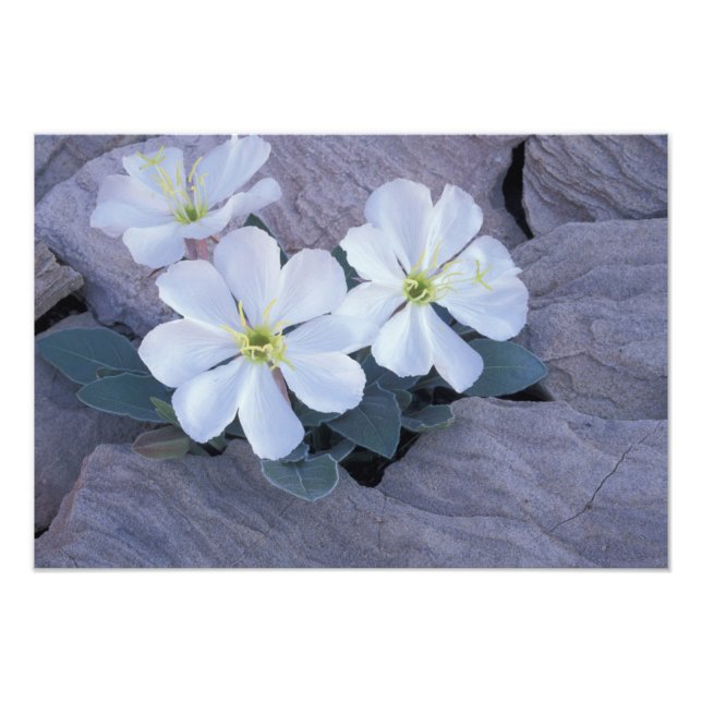 NA, USA, Utah, Arches NP, Evening primrose Photo Print (Front)