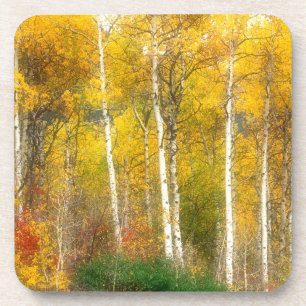 NA, USA, Washington, Fall Aspen Trees along Coaster