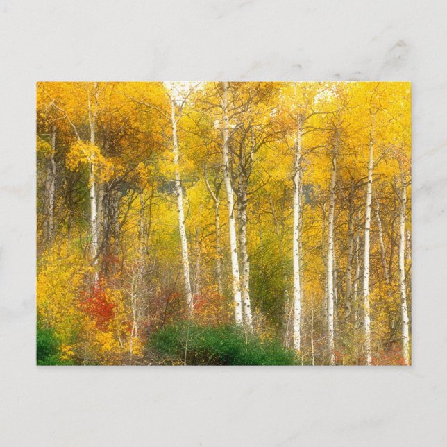 NA, USA, Washington, Fall Aspen Trees along Postcard (Front)