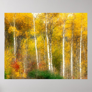 NA, USA, Washington, Fall Aspen Trees along Poster