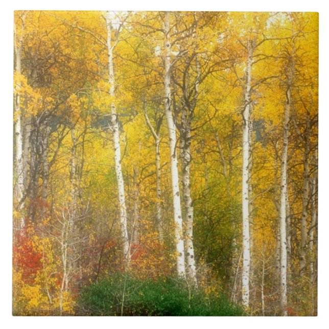 NA, USA, Washington, Fall Aspen Trees along Tile (Front)
