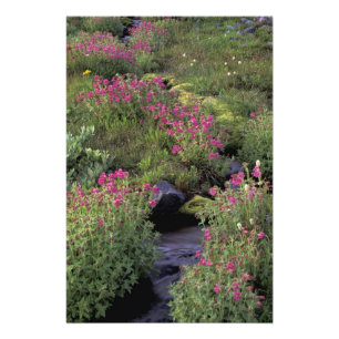 NA, USA, Washington, Mt. Rainier NP, Pink Photo Print