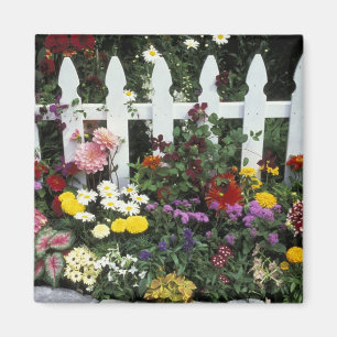 NA, USA, Washington, Sammamish, White picket Magnet