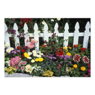 NA, USA, Washington, Sammamish, White picket Photo Print