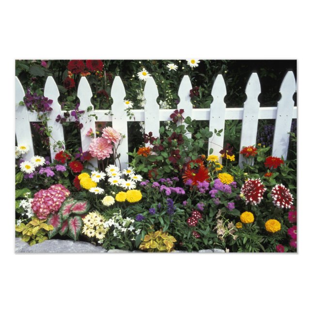 NA, USA, Washington, Sammamish, White picket Photo Print (Front)