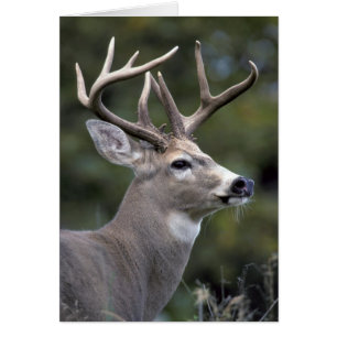 NA, USA, Washington State, White-tailed deer,