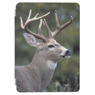 NA, USA, Washington State, White-tailed deer, iPad Air Cover