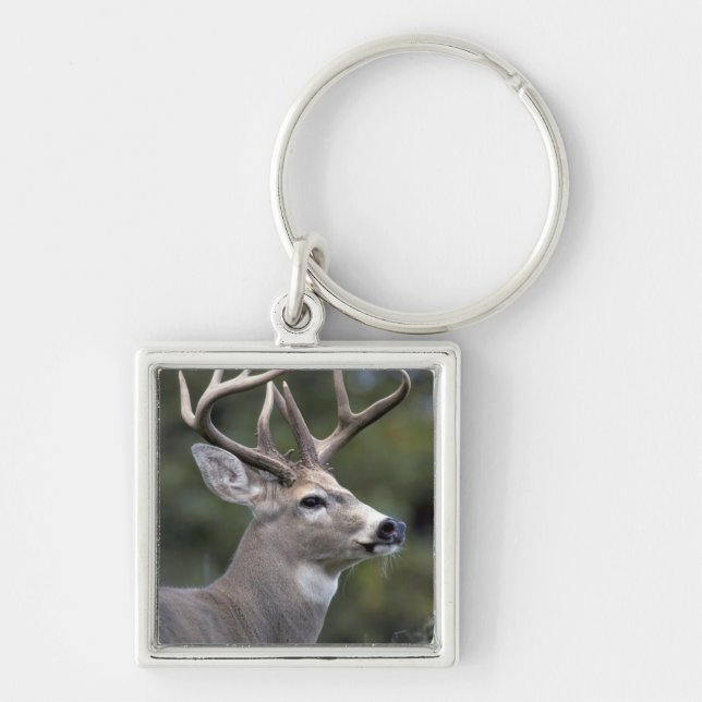 NA, USA, Washington State, White-tailed deer, Key Ring (Front)
