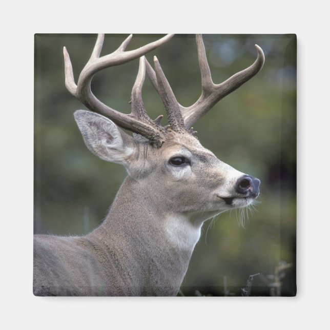 NA, USA, Washington State, White-tailed deer, Magnet (Front)