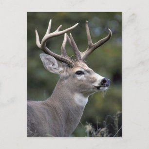 NA, USA, Washington State, White-tailed deer, Postcard