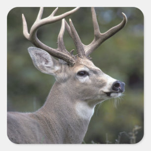 NA, USA, Washington State, White-tailed deer, Square Sticker
