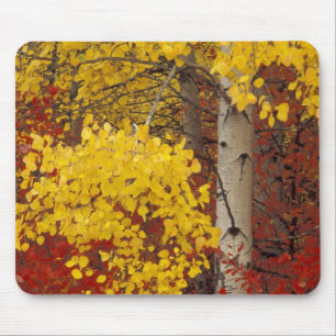 NA, USA, Washington, Wenatchee National Forest. Mouse Pad