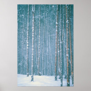 NA, USA, WY. Snowy winter scene among Poster