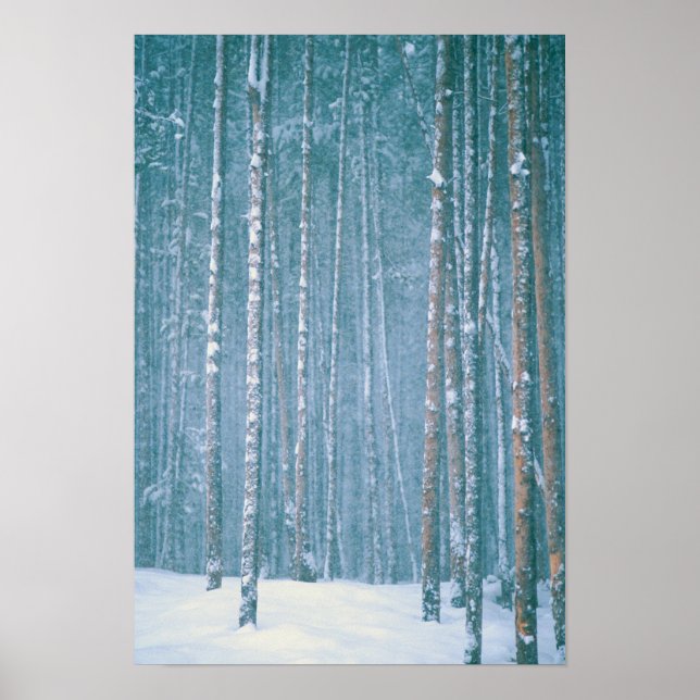 NA, USA, WY. Snowy winter scene among Poster (Front)