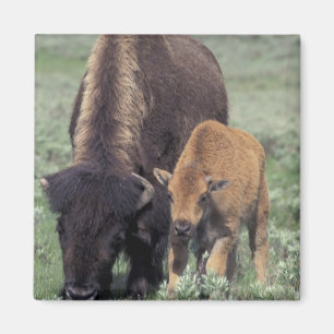 NA, USA, Wyoming, Yellowstone National Park. Magnet