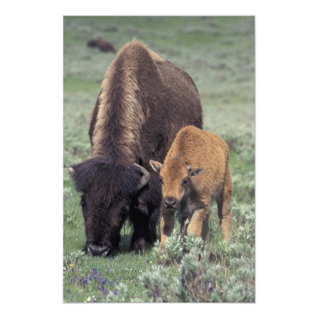 NA, USA, Wyoming, Yellowstone National Park. Photo Print (Front)