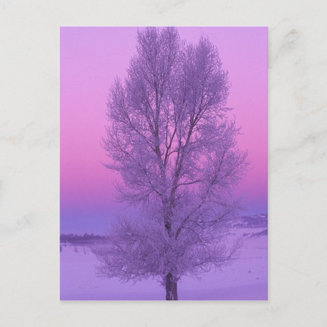 NA, USA, Wyoming, Yellowstone NP, Landscape Postcard (Front)